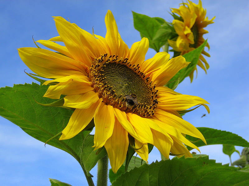 Girasol, verano, amarillo, cielo, azul, Fondo de pantalla HD | Peakpx