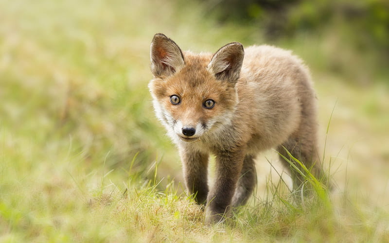 baby fox, walking, grass, cute, Animal, HD wallpaper