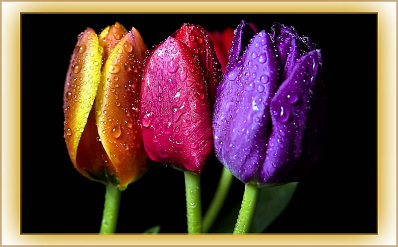 ღRainbow Tulipsღ, amazing, romantic, romance, orange, cheerful, bonito, delicate, hot pink, purple, feminine, flowers, beauty, stem, HD wallpaper