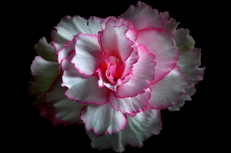 Rose, back, white, carnation, pink, HD wallpaper