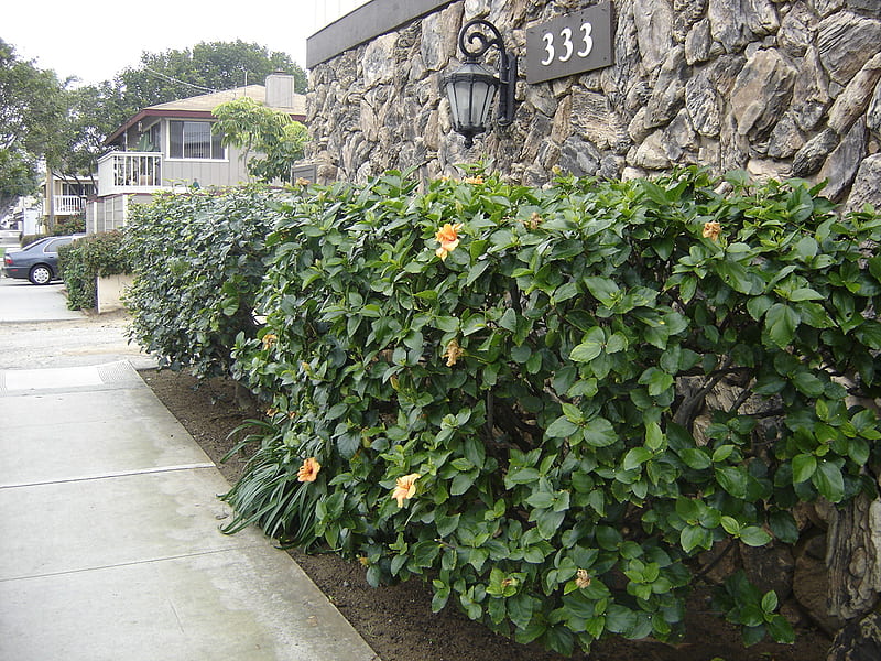 Hibiscus rosa-sinensis Hedge, architecture, front house, garden design, hibiscus, hedge, nature, beautiful design, HD wallpaper
