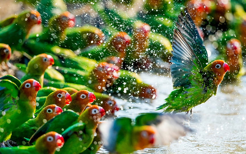 Lovebird, green parrots, beautiful green birds, Madagascar, HD wallpaper