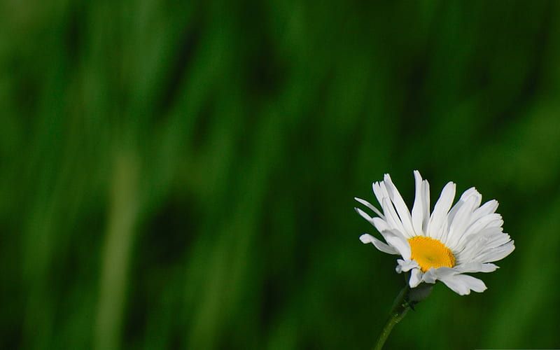 wild daisy-Like beautiful flowers, HD wallpaper