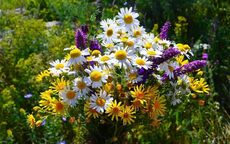 Wild Flowers, flowers, nature, bouquet, wild, HD wallpaper | Peakpx