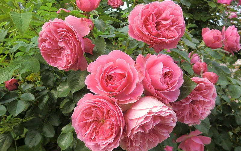 Wild pink roses, garden, roses, pink, wild, HD wallpaper