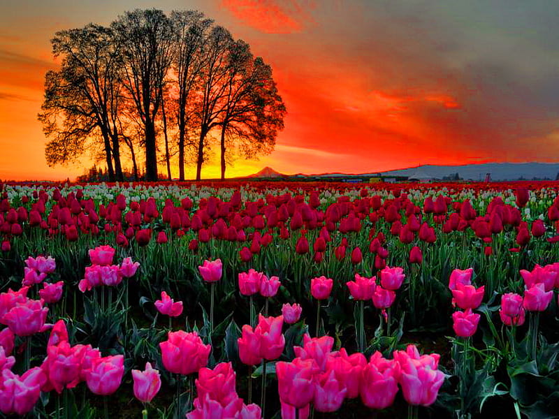Field Of Flowers At Sunrise Red Pretty Colorful Bonito Sunset
