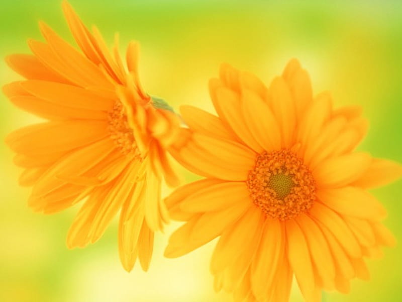 African Daisy, golden yellow daisies, sunlight, HD wallpaper