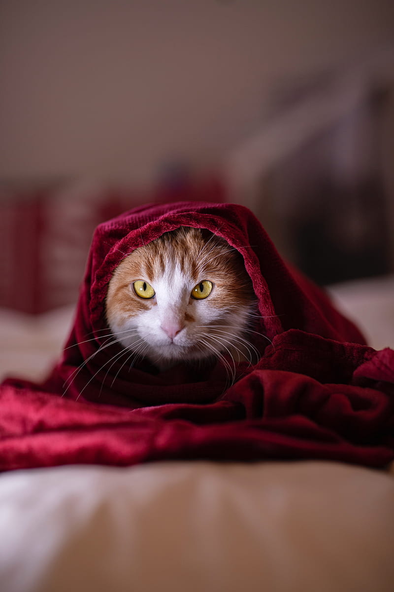 cat, blanket, pet, glance, HD phone wallpaper