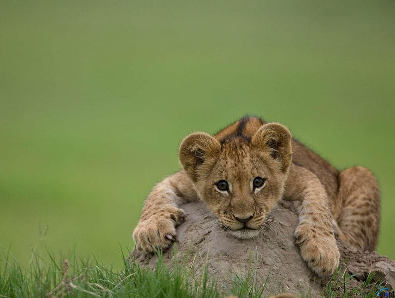 Young lion on a stone, young, grass, stone, lion, HD wallpaper
