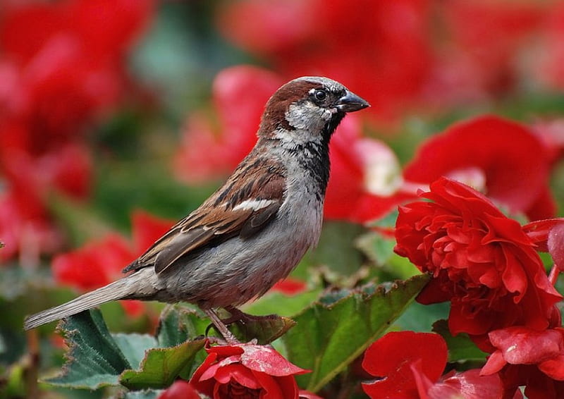 Pájaro en rojo, rojo, pájaro, flores, bonito, Fondo de pantalla HD | Peakpx