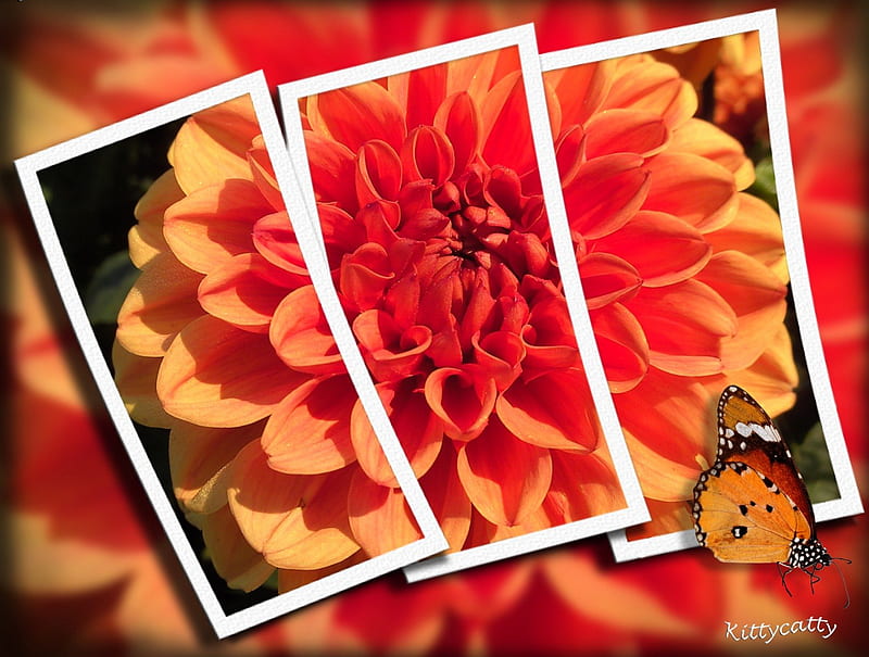 ✽ ✽ ORANGE DAHLIA ✽ ✽ , orange flower, orange flowers, flower, summer, flowers, garden, dahlia, HD wallpaper