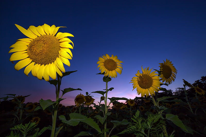 Sunflower, sunflower, nature, HD wallpaper