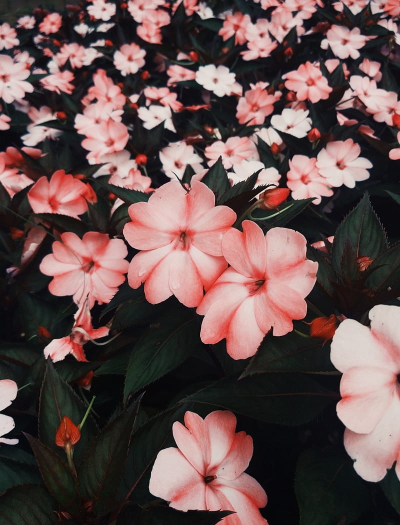 HD flores rosas wallpapers | Peakpx