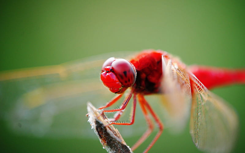Summer brilliant-Macro graphy-Red Dragonfly, HD wallpaper