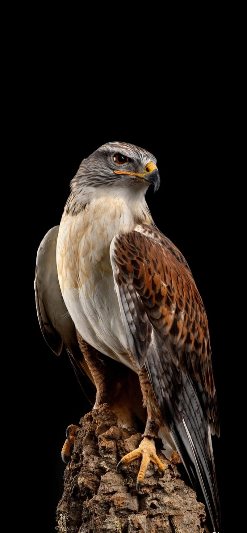 Hawk Photos, Download The BEST Free Hawk Stock Photos & HD Images