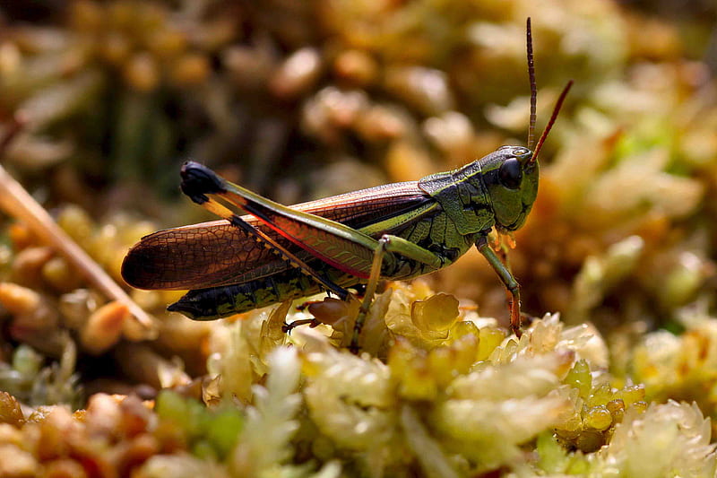 Saltamontes, bicho, insecto, bichos, naturaleza, Fondo de pantalla HD