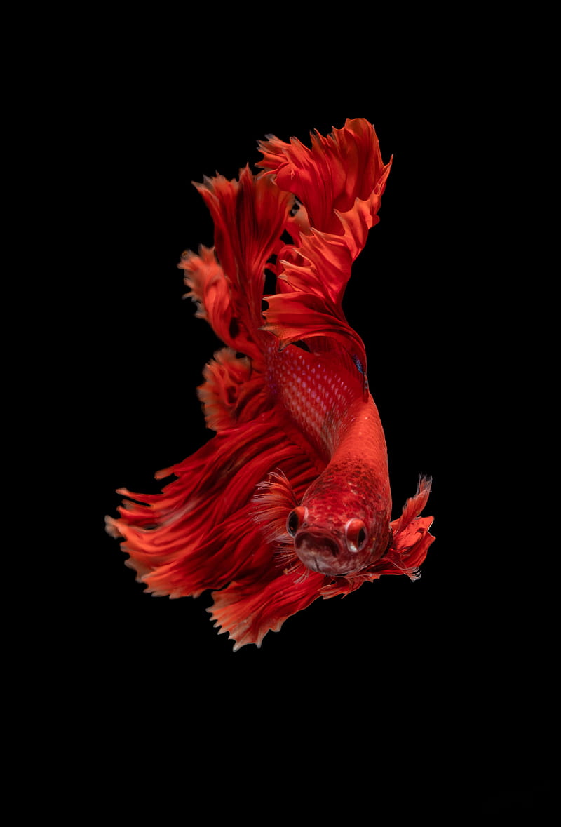 red Siamese fighting fish, HD phone wallpaper