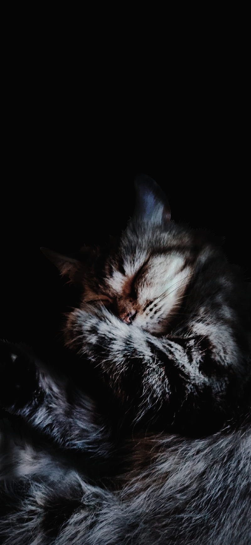 Cat My Friend (Gelap), black, dark, blaccat, catdark, HD phone wallpaper