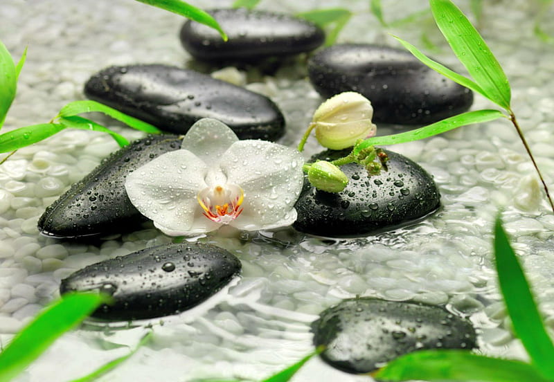 white orchid, rocks, black, bonito, petal, leaves, stones, water, droplets, orchid, spa, flower, white, relaxing, HD wallpaper