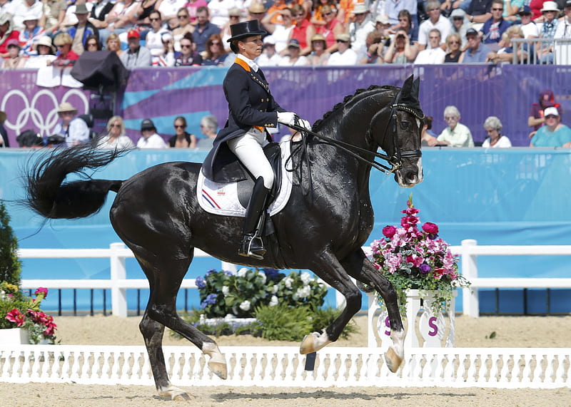 Black Dressage Horse champion, equine, dressage, bonito, horse, animal, graphy, wide screen, HD wallpaper