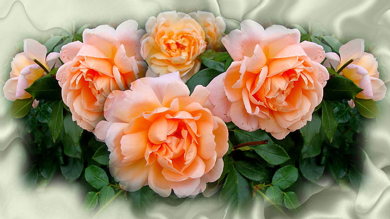 Peach Rose Flowers With Green Leaves On White Satin Texture Flowers, HD wallpaper