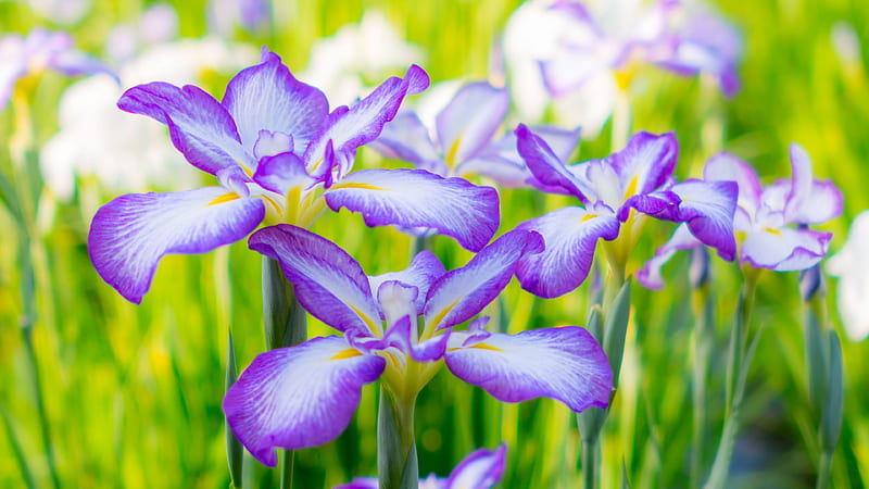 Irises Summer Flowerbed Flowers, HD wallpaper