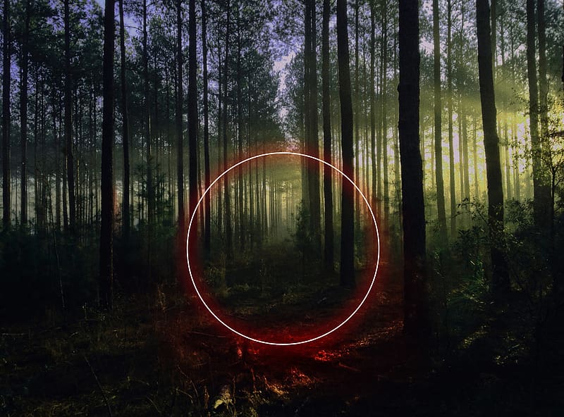forest, trees, circle, neon, nature, landscape, HD wallpaper