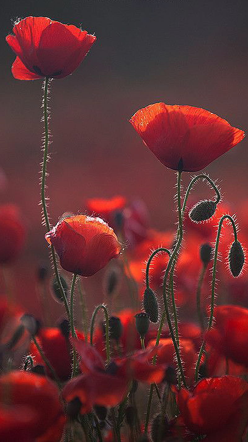 Red poppies, flower, HD phone wallpaper