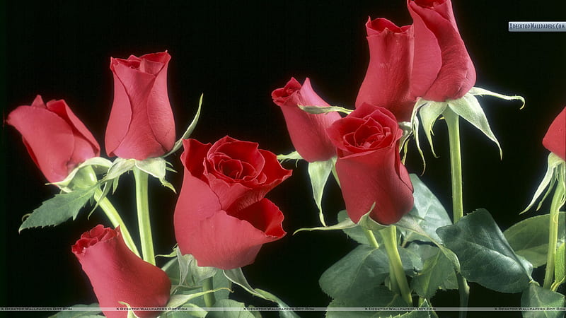 this one is for AppleJackqueen (Dedicated for my Mom), flower, red, roses, green, HD wallpaper