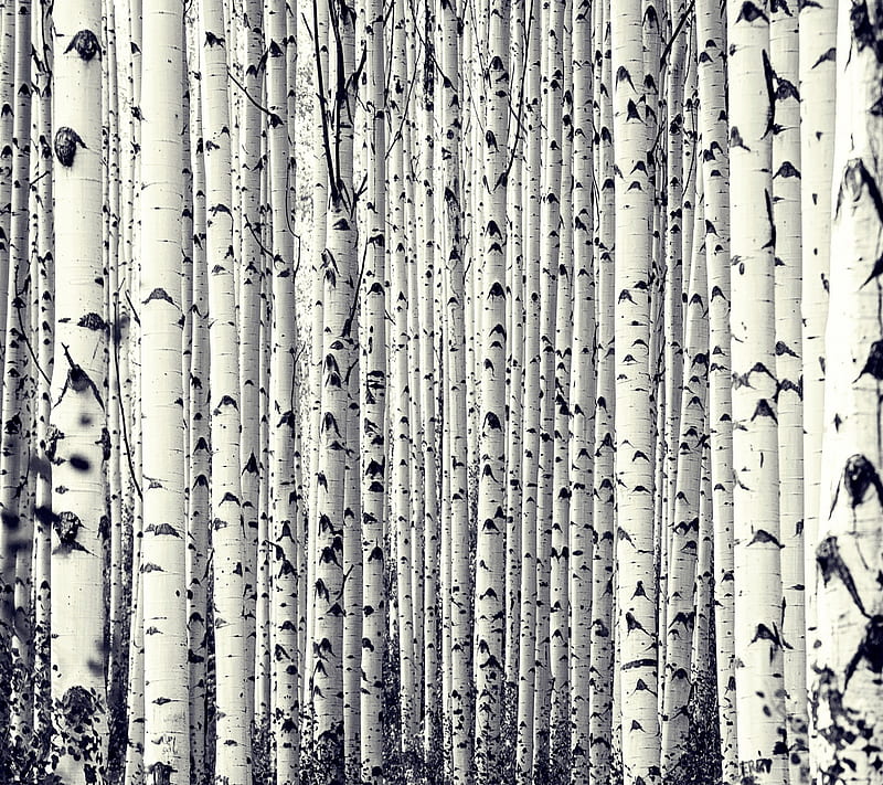 birch forest, HD wallpaper
