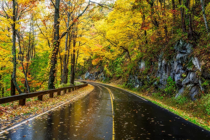 Rain, Road, Forest, Tree, Leaf, Fall, HD wallpaper | Peakpx