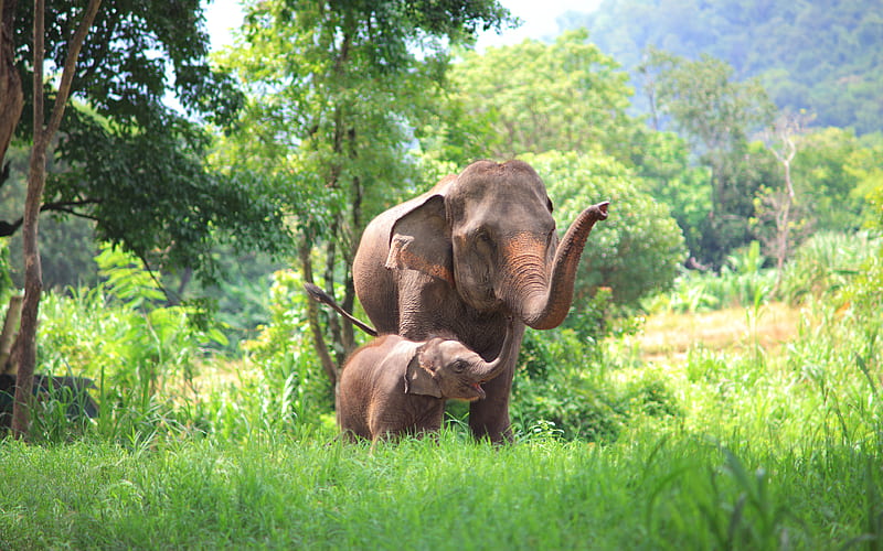 Thailand elephants, wildlife, mother and cub, Asia, HD wallpaper