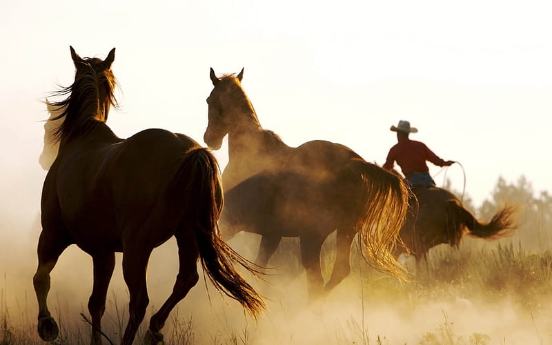 horse cowboy lasso-Animal, HD wallpaper