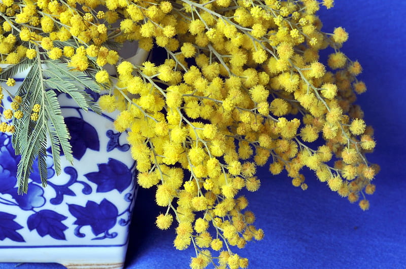 *** Mimosa Flowers ***, yellow, flowers, nature, mimosa, HD wallpaper
