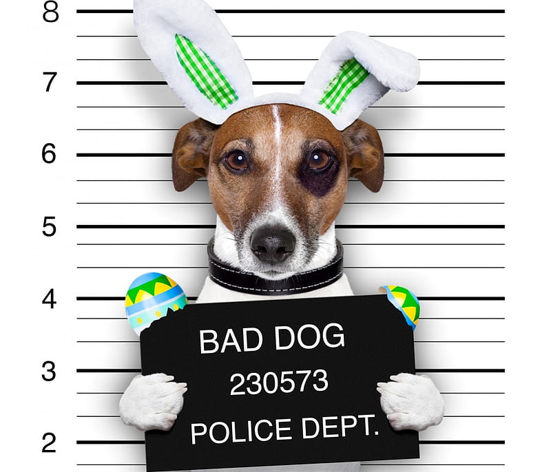 Easter Bunny Imposter, imposter, ears, bunny ears, egg, Easter, Jack Russell, Terrier, egg shell, Jack Russell Terrier, dog, HD wallpaper