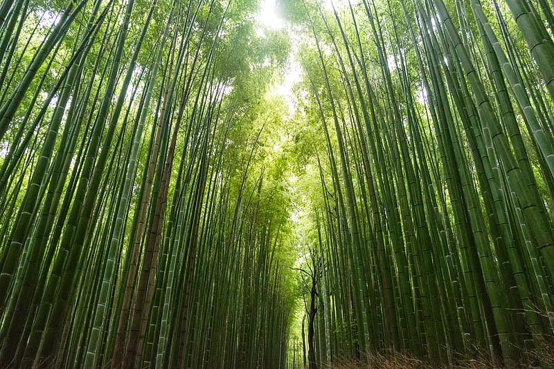 green bamboo trees during daytime, HD wallpaper