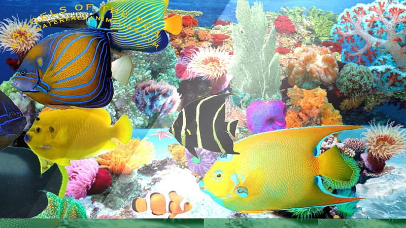HD marine aquarium wallpapers | Peakpx
