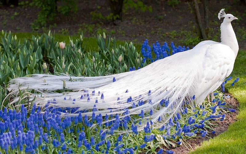 Albino Peacock And Blue Flowers, Peacock, White, Feathers, Flowers, Animals, Birds, HD wallpaper