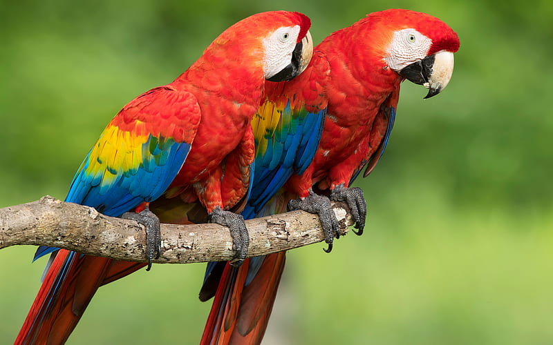 Scarlet macaw, pair of parrots, beautiful red birds, parrots, macaw, South America, HD wallpaper