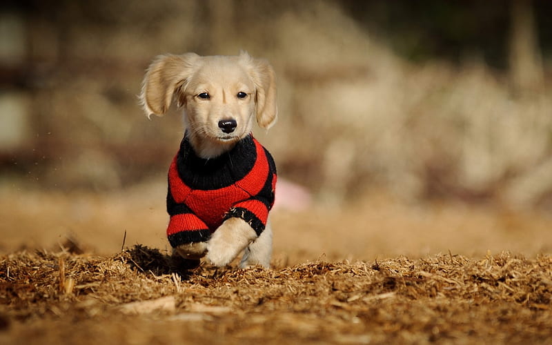 A small dog, course, clothes, look, HD wallpaper