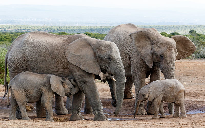 Family of elephants, Africa, watering, little elephants, evening, wildlife, elephants, HD wallpaper