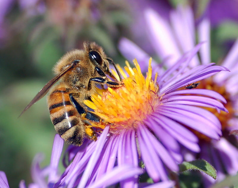honey bee, flower, insect, pollinating, purple, HD wallpaper