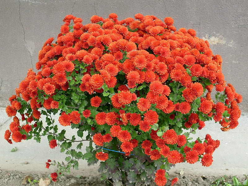 Orange Chrysanthemums for Jacqeline, orange, bunch, chrysanthemums, flowers, bonito, gift, HD wallpaper