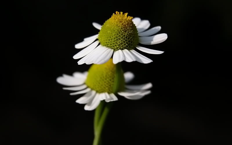 two white daisy 0, HD wallpaper