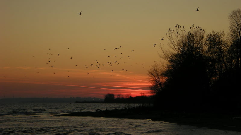 Lake Ontario, sunset, Rotary Park, Ajax, Ontario, Canada, Autumn, Sunsets, Birds, HD wallpaper