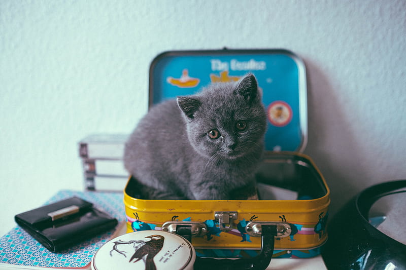 kitten, cat, suitcase, cute, HD wallpaper