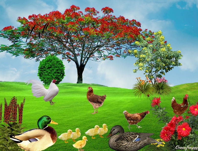 POULTRY ON THE FARM, TREES, DUCKS, CHICKENS, FLOWERS, HD wallpaper
