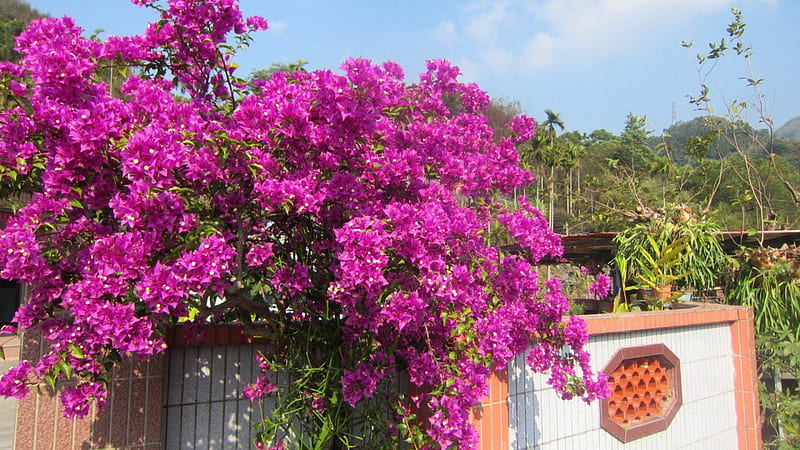 Hoa Bougainvillea là một trong những loài hoa đẹp nhất trên thế giới với những bông hoa đầy màu sắc và nghẹt thở. Với hình ảnh này, bạn sẽ bị thu hút vào một thế giới đầy màu sắc với sự tươi mới của hoa Bougainvillea.