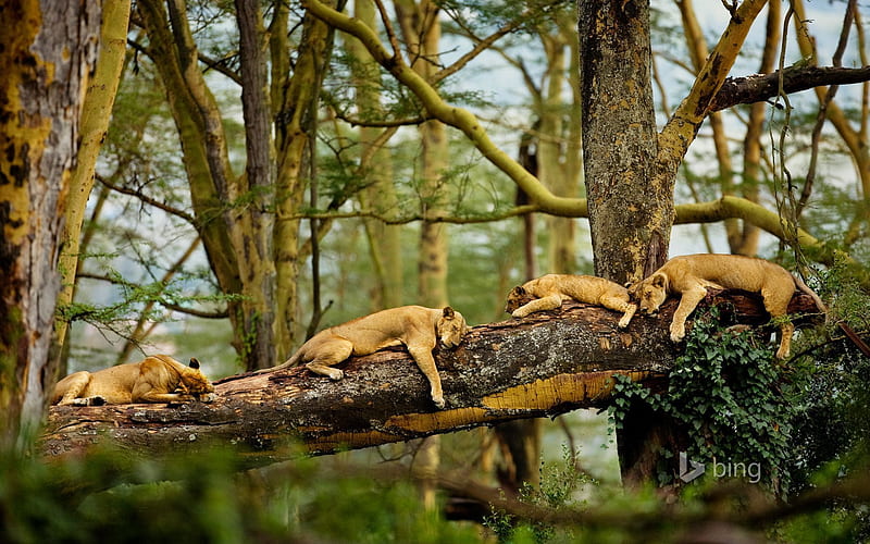 wild wonders, predator, lions, africa, sleeping, lioness, nature, HD wallpaper
