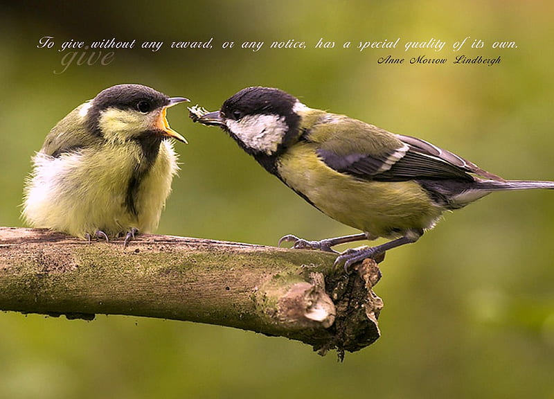Special quality of it's own, offering, green white and black, two, quote, birds, branch, HD wallpaper